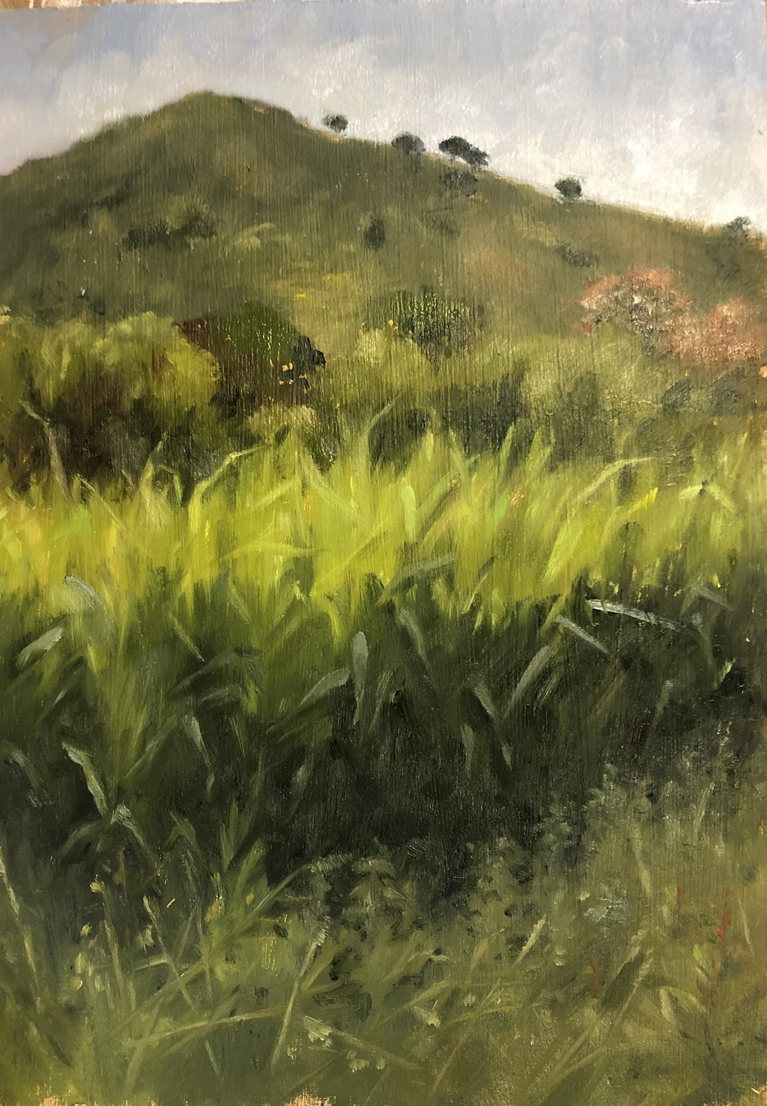 A sunlit green hillside with tall grass in the foreground