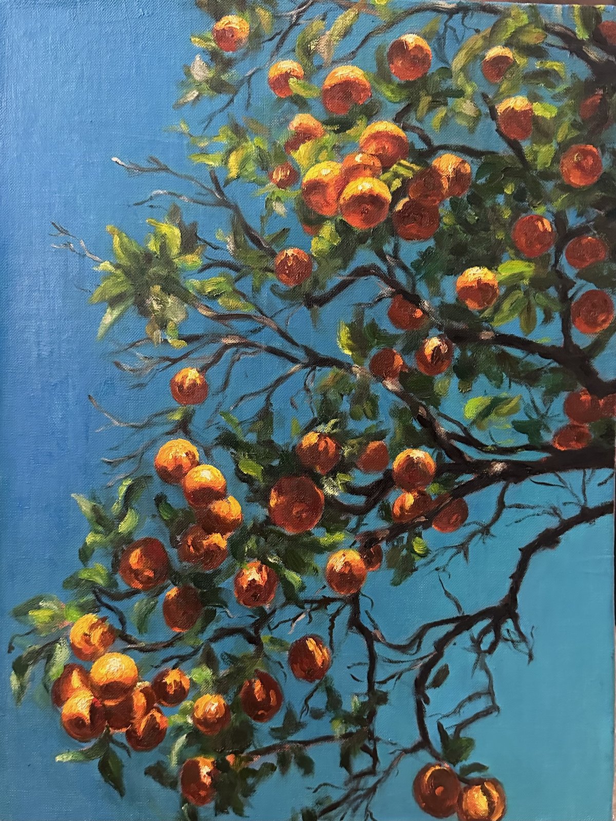 Branches heavy with oranges against a blue sky