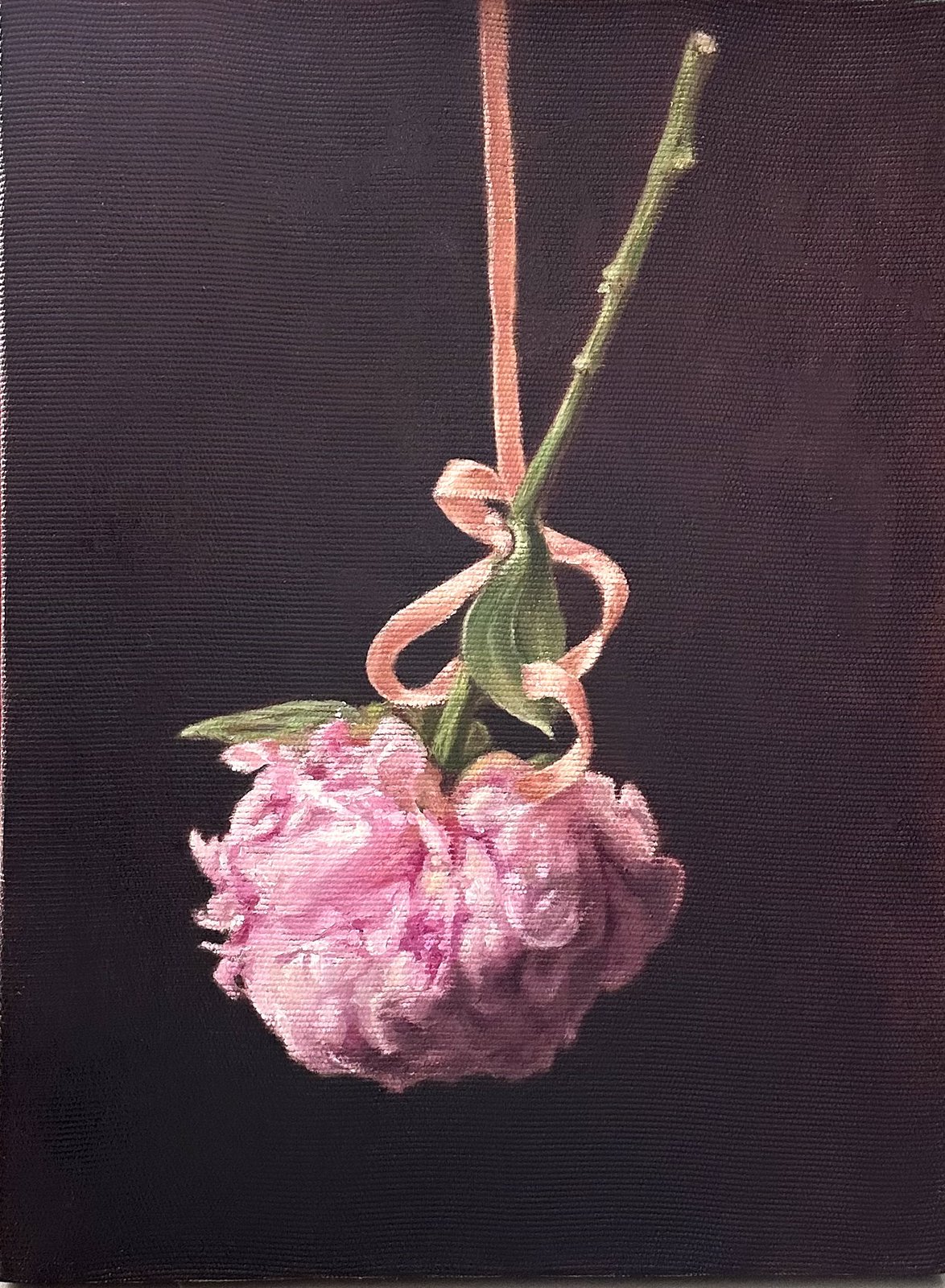 A single wilting peony hanging by a ribbon against a dark background
