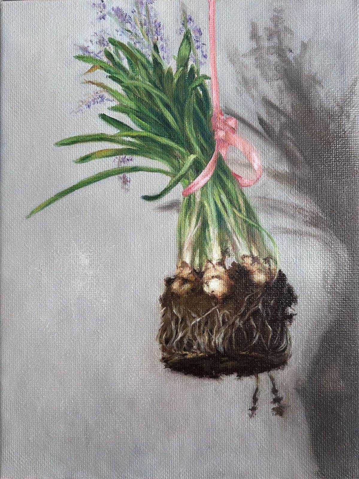 Onions and lavender, roots and soil still attached, hanging by a pink ribbon